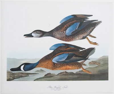 Blue-winged Teal